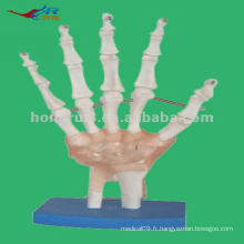 Modèle anatomique Modèle à squelette à main, Modèle à la main Anatomique